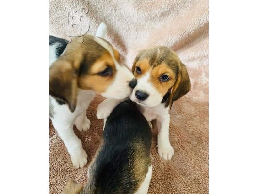PoulaTo: Εδώ παρουσιάζουμε τα υπέροχα κουτάβια Beagle μας έτοιμα να ξαναστήσουν,